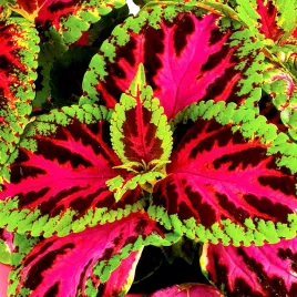 koleus-rainbow-color-pride-juz-wysiane-nasiona