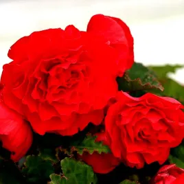 begonia-wielkokwiatowa-fortune-deep-red-f1-juz-wysiane-nasiona