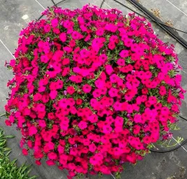 petunia-f1-purple-glo-typu-surfinia-juz-wysiane-nasiona
