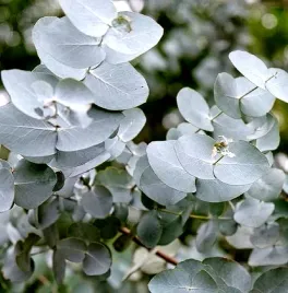 eukaliptus-srebrny-silver-dolar-juz-wysiane-nasiona