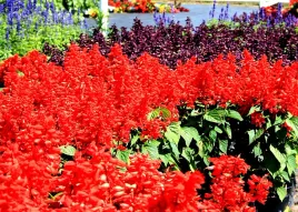 szalwia-blyszczaca-intensywnie-czerwona-flame-juz-wysiane-nasiona