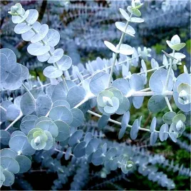 eukaliptus-niebieski-baby-blue-juz-wysiane-nasiona