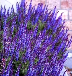 szalwia-omszona-niebieska-sky-blue-juz-wysiane-nasiona