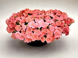 petunia-f1-duvet-salmon-lososiowa-juz-wysiane-nasiona