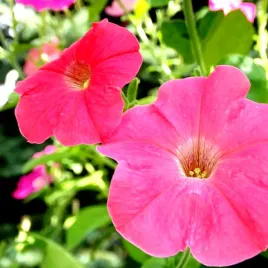 petunia-f1-pink-glo-typu-surfinia-rozowa-juz-wysiane-nasiona