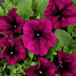 petunia-f1-duvet-burgund-ciemny-roz-juz-wysiane-nasiona