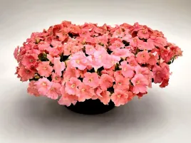 petunia-f1-salmon-glo-typu-surfinia-lososiowa-juz-wysiane-nasiona