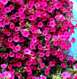 petunia-f1-purple-typu-surfinia-purpurowa-juz-wysiane-nasiona