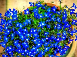 lobelia-przyladkowa-blue-moon-niebieska-juz-wysiane-nasiona