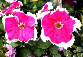 petunia-f1-frost-cherry-rozowo-biala-juz-wysiane-nasiona