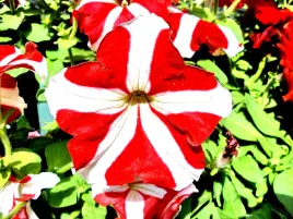 petunia-f1-red-star-czerwono-biala-gwiazda-juz-wysiane-nasiona