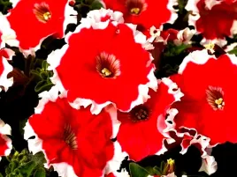 petunia-f1-frost-fire-czerwono-biala-juz-wysiane-nasiona