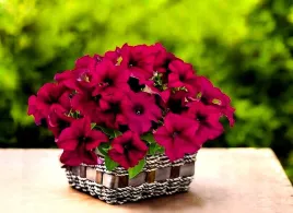 petunia-f1-tritunia-burgund-rozowa-juz-wysiane-nasiona