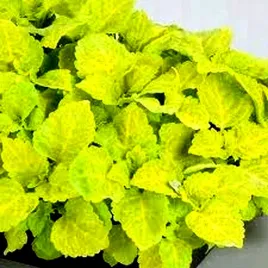 koleus-pokrzywka-fairway-yellow-juz-wysiane-nasiona