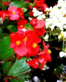 begonia-f1-scarlet-stale-kwitnaca-czerwona-juz-wysiane-nasiona