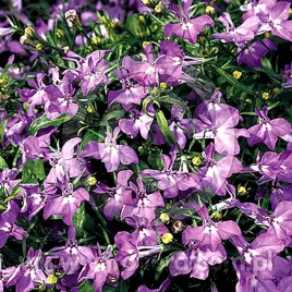 lobelia-lilac-palace-rozowa-juz-wysiane-nasiona