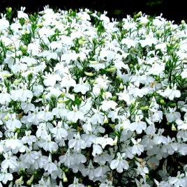 lobelia-white-palace-biala-juz-wysiane-nasiona
