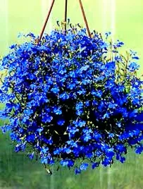 lobelia-blue-palace-niebieska-juz-wysiane-nasiona