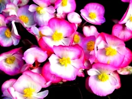 begonia-f1-bicolor-stale-kwitnaca-bialo-rozowa-juz-wysiane-nasiona