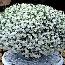 lobelia-przyladkowa-white-lady-biala-juz-wysiane-nasiona