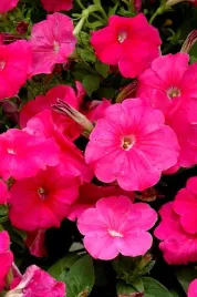 petunia-f1-duvet-pink-rozowa-wielkokwiatowa-juz-wysiane-nasiona