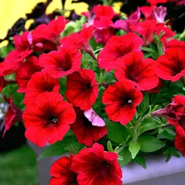 petunia-f1-duvet-red-czerwona-juz-wysiane-nasiona
