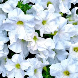 petunia-f1-duvet-white-biala-juz-wysiane-nasiona