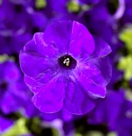 petunia-f1-tritunia-blue-niebieska-juz-wysiane-nasiona