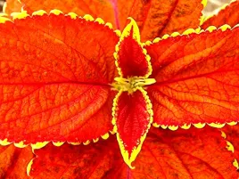 koleus-pokrzywka-fairway-orange-juz-wysiane-nasiona