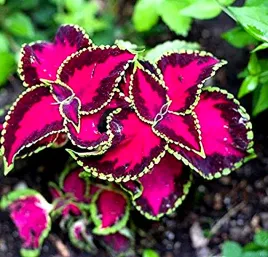 koleus-pokrzywka-fairway-rose-juz-wysiane-nasiona