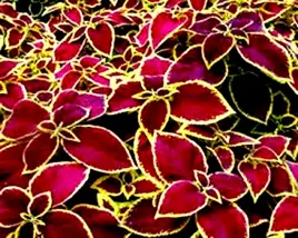 koleus-pokrzywka-fairway-ruby-juz-wysiane-nasiona