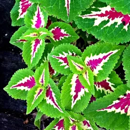 koleus-pokrzywka-magic-rose-juz-wysiane-nasiona
