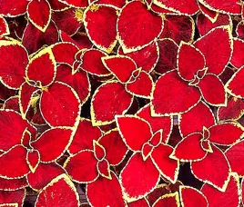 koleus-pokrzywka-magic-scarlet-juz-wysiane-nasiona