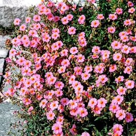 poslonek-rozeslany-zimozielony-juz-wysiane-nasiona