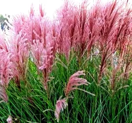 miskant-chinski-trawa-ozdobna-juz-wysiane-nasiona