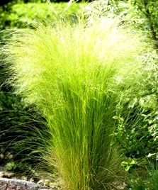 ostnica-mocna-stipa-pony-tails-trawa-ozdobna-juz-wysiane-nasiona