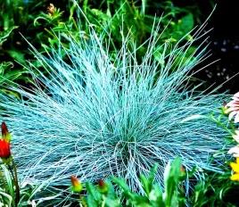 kostrzewa-niebieska-eliah-blue-trawa-ozdobna-juz-wysiane-nasiona