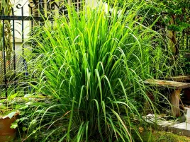 trawa-cytrynowa-ozdobna-aromatyczna-palczatka-juz-wysiane-nasiona