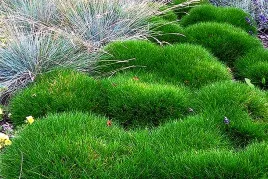 kostrzewa-niedzwiedzie-futro-trawa-ozdobna-juz-wysiane-nasiona