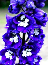 ostrozka-wielkokwiatowa-niebieska-juz-wysiane-nasiona