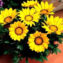 gazania-lsniaca-yellow-zolta-juz-wysiane-nasiona