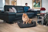 amiplay-sofa-zipclean-4-in-1-morgan-l-wielkosc-psa-duzy-pies