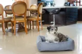 amiplay-sofa-palermo-m-wielkosc-psa-sredni-pies