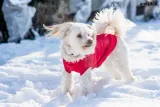 bluza-denver-45-cm-beagle-czerwona-stan-nowy