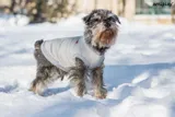 bluza-denver-50-cm-cocker-spaniel-czarna-stan-nowy