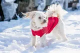 bluza-denver-50-cm-cocker-spaniel-czarna-stan-nowy