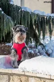 bluza-denver-50-cm-cocker-spaniel-czarna-stan-nowy