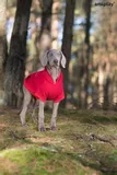 bluza-z-kapturem-texas-45-cm-beagle-zolta-stan-nowy