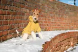 bluza-z-kapturem-texas-45-cm-beagle-zolta-stan-nowy