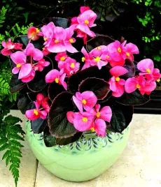 begonia-f1-rose-stale-kwitnaca-rozowa-juz-wysiane-nasiona